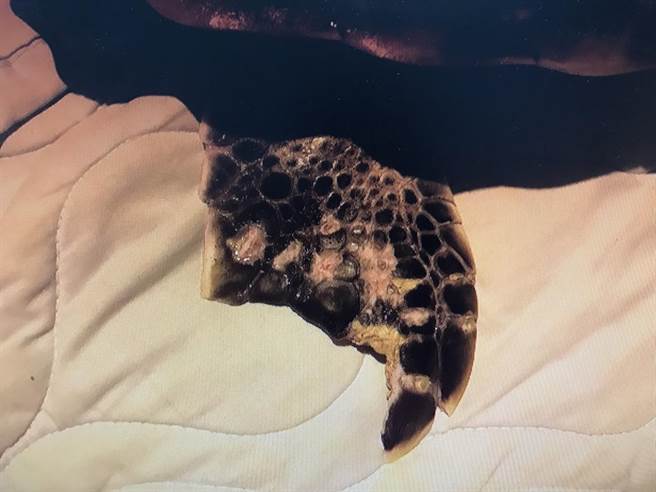 擱淺的綠蠵龜四肢有輕微的傷勢。第8岸巡總隊/提供