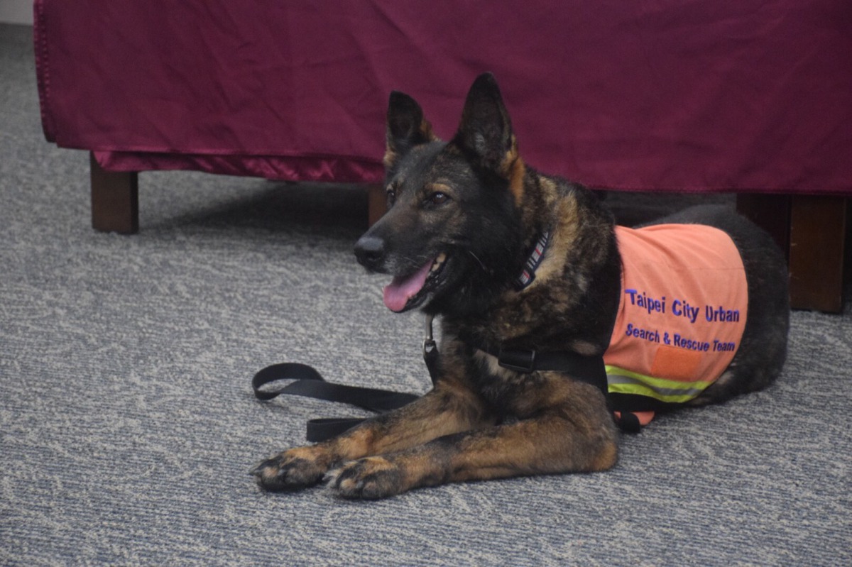 退役搜救犬Ruby曾出勤過台南震災及高雄氣爆等救災工作。 姚崇仁/攝