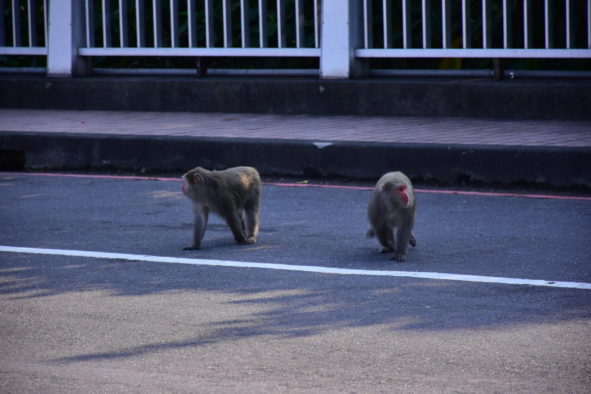 台灣獼猴穿越馬路容易發生危險。 林先生/提供