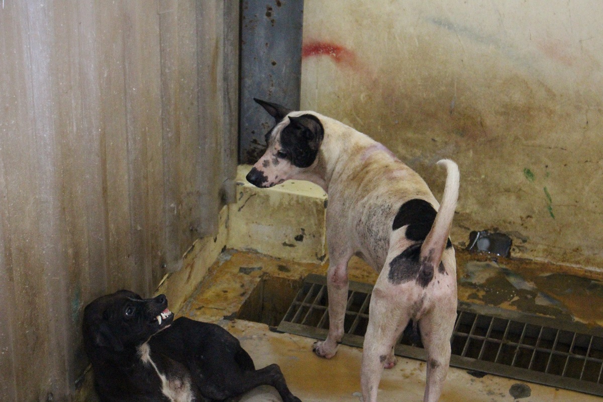 苗栗縣訂定飼主將犬貓送至收容所要收費3千元。此圖為收容所示意圖 資料照片(何宜/攝)