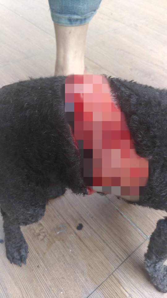 「比兒」腰部整圈的皮都被割掉。 陳小姐/提供