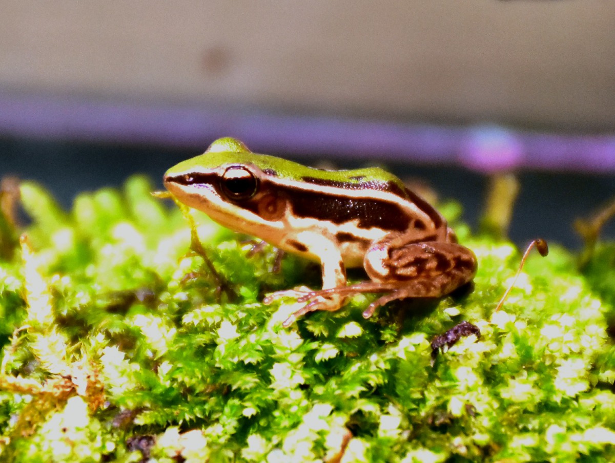 高榮野生動物保護區內台北赤蛙數量可望穩定增加。台灣動物新聞網資料照片  台北市立動物園/提供