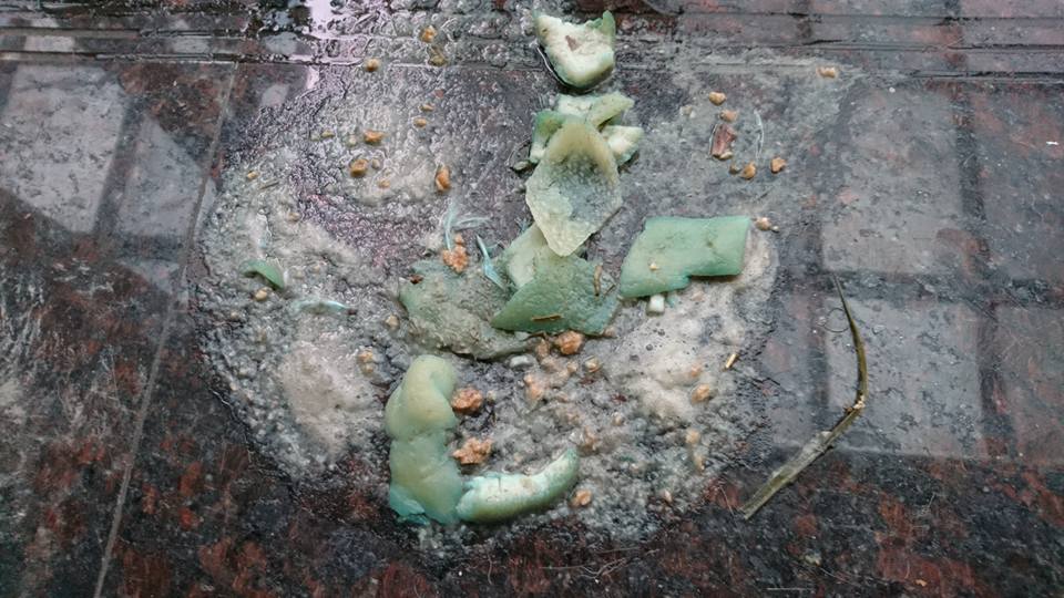 誤食農藥「巴拉刈」的狗狗送醫後不斷將豬皮吐出來。六福動物醫院/提供