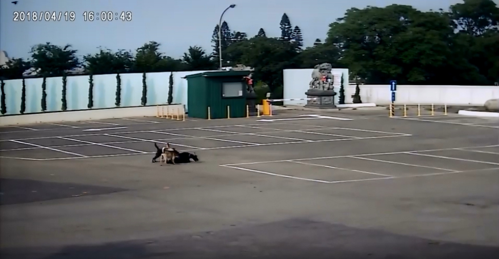 黑羊在停車場被成群的浪犬撲倒。截自廖吳金臉書