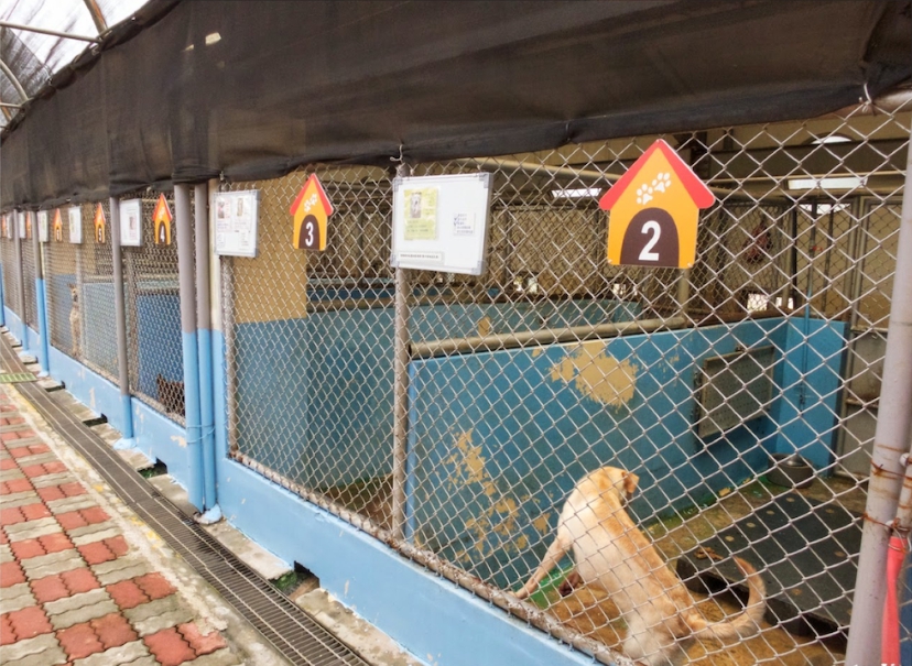 台中市收容所認養率偏低，將會有爆籠的危機。 台灣動物新聞網資料照片 台中市動保處/提供
