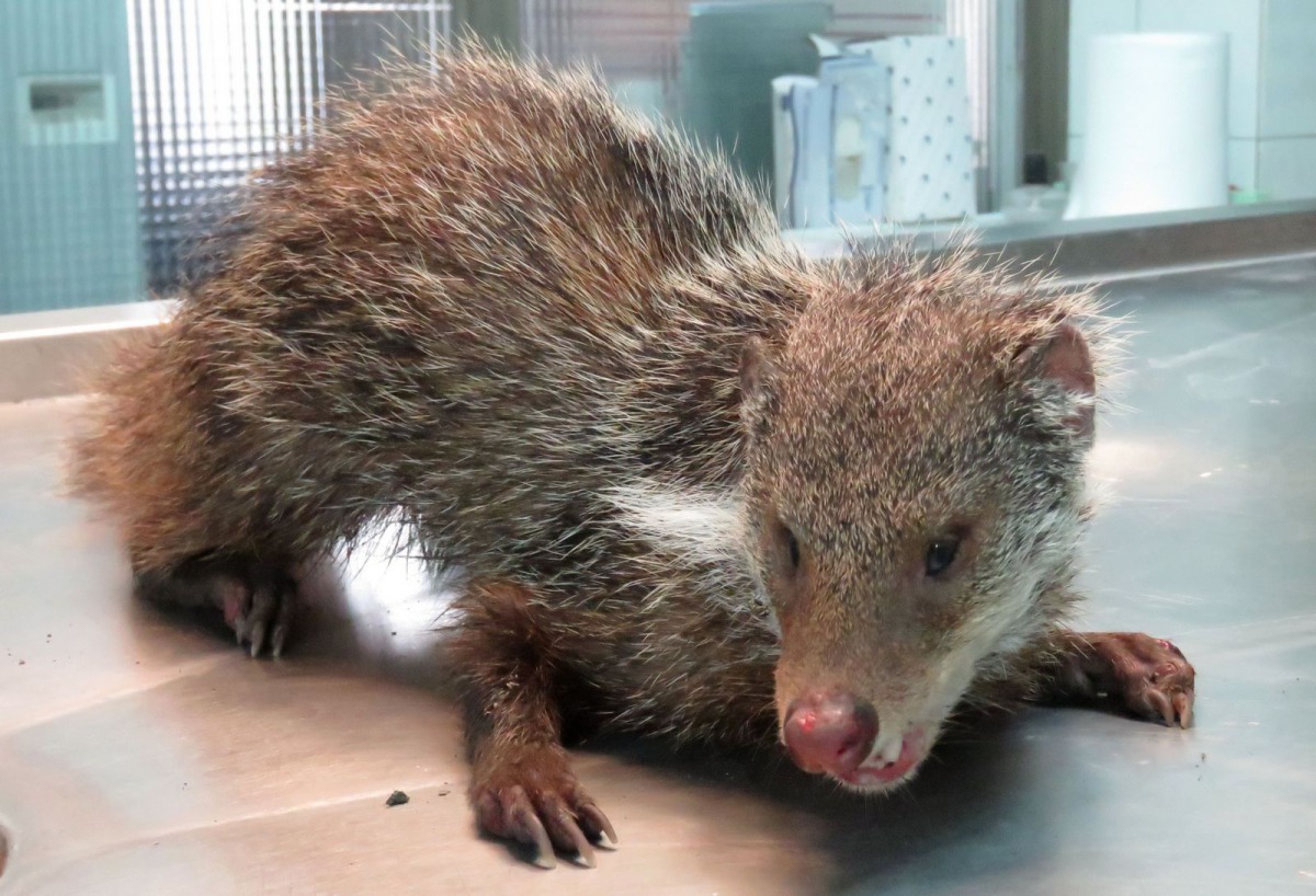 食蟹獴為評估環境的指標物種之一。 台灣動物新聞網資料照片 高維奇/攝