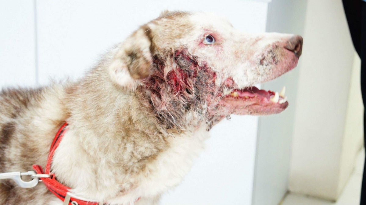 「小威」的的耳朵因為血腫而導致變形萎縮。 張小姐/提供