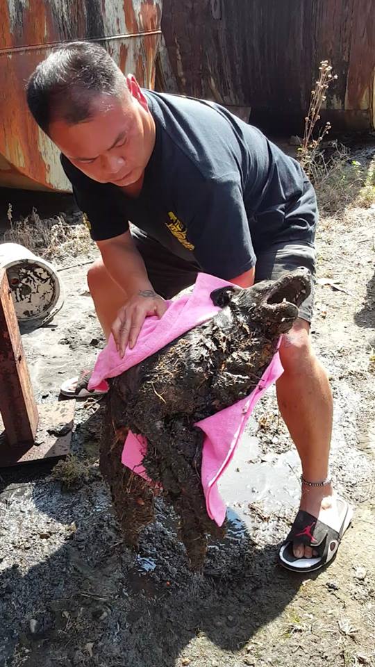 動保人士徐文良將「善福」抱起來帶回搶救。 徐文良/提供