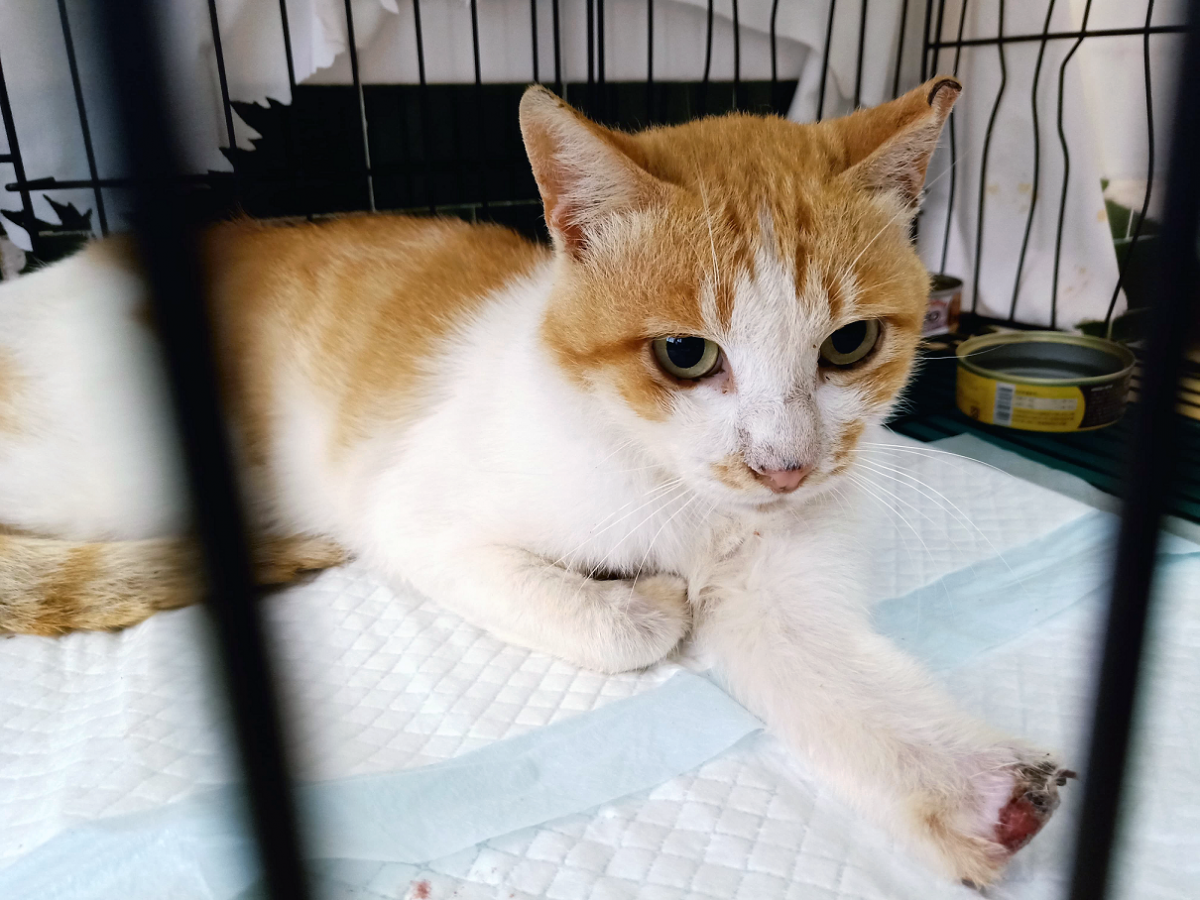 台灣之心在車城鄉遇到許多遭獸鋏夾傷的犬貓。台灣之心愛護動物協會/提供