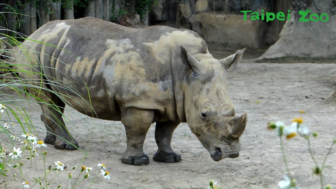 昨日上午專家示範操作母犀牛「犀惠」生殖道的超音波檢查。 台北市立動物園/提供