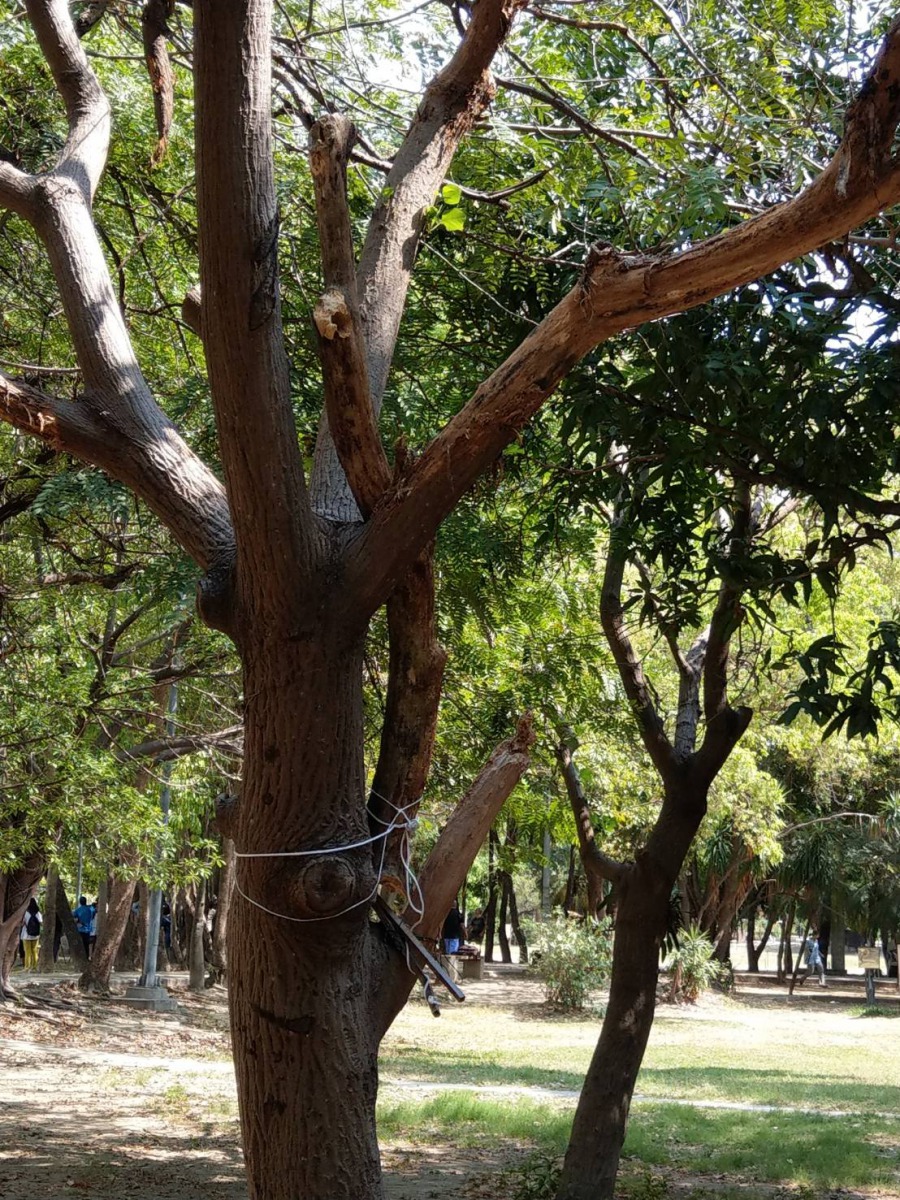 鳥友們合力用童軍繩以及鐵架將斷裂的樹幹固定回樹上。 拍鳥俱樂部黃蜀婷/提供