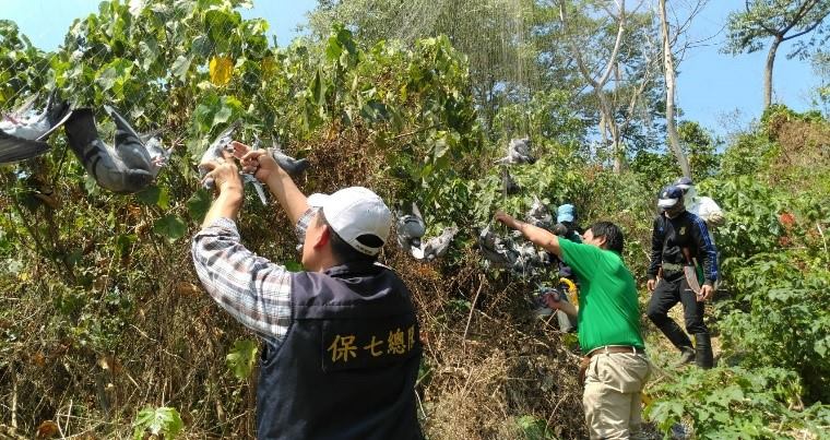保七員警與林管處工作人員一同將鳥網拆除。 保七總隊/提供