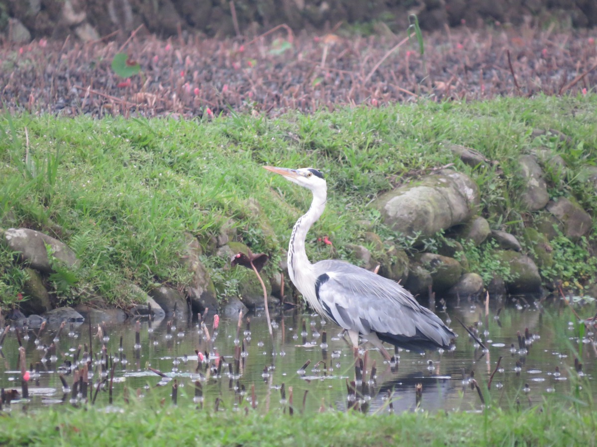 蒼鷺。 新北市農業局/提供