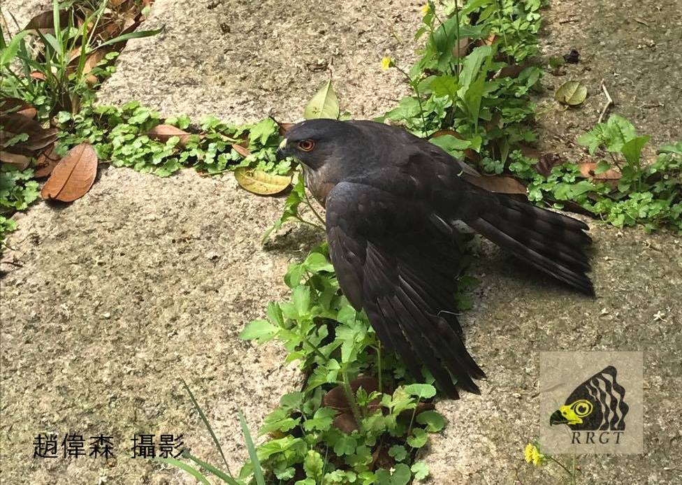 撞到玻璃的松雀鷹。 台灣猛禽研究會/提供