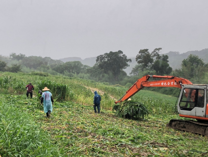發現秋行軍蟲的農地已全數剷除銷毀，防止害蟲擴散。 防檢局/提供