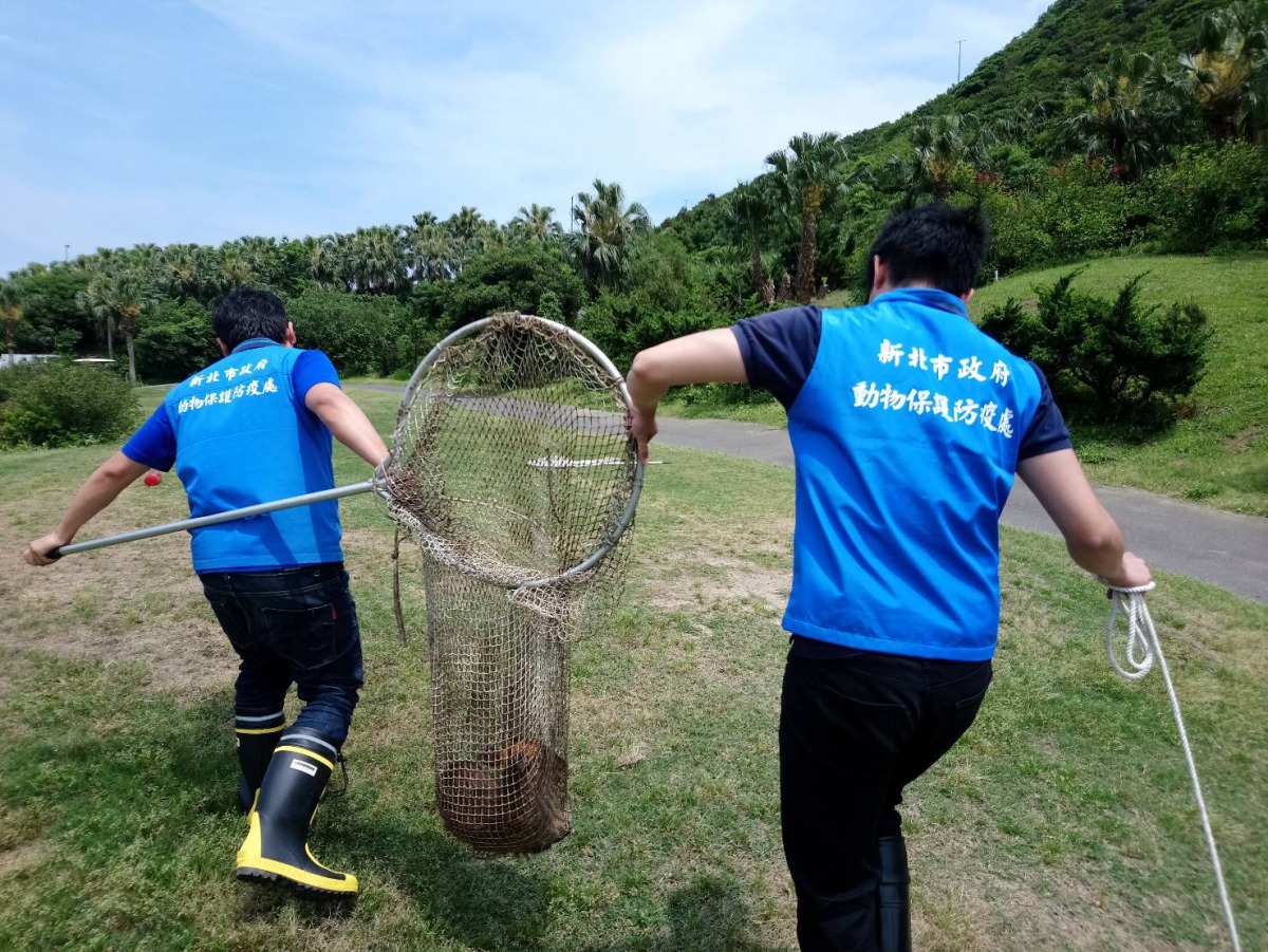 動保員成功利用網具將受困的山羌救出。 新北市動保處/提供