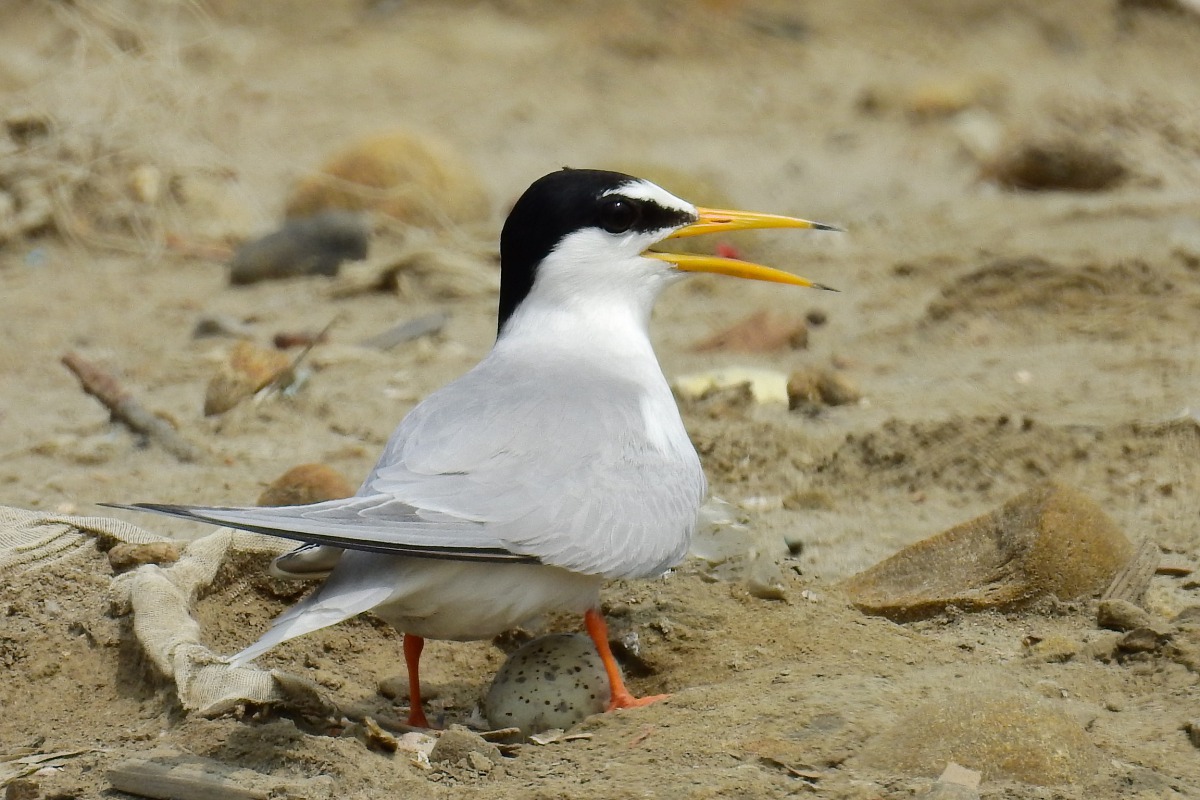 正值繁殖期的小燕鷗。拍鳥俱樂部李姓鳥友/提供
