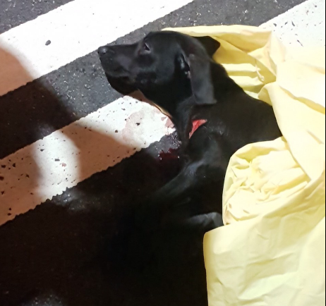 「天嬌」發生車禍的當下情況相當危急，所幸有熱心民眾即時通報。 新北市動保處/提供