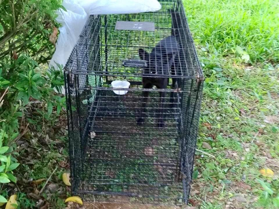 動保員放置誘捕籠捕捉到受傷的黑色浪犬。 新北市動保處/提供