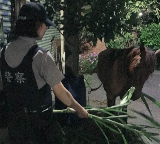 員警準備一些牧草給走失的馬兒吃。善化分局/提供