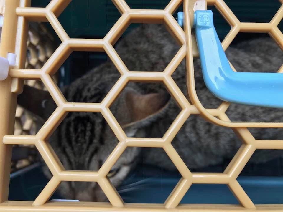 受困遮雨棚的「王浩」順利被動保員就下來。 新北市動保處/提供