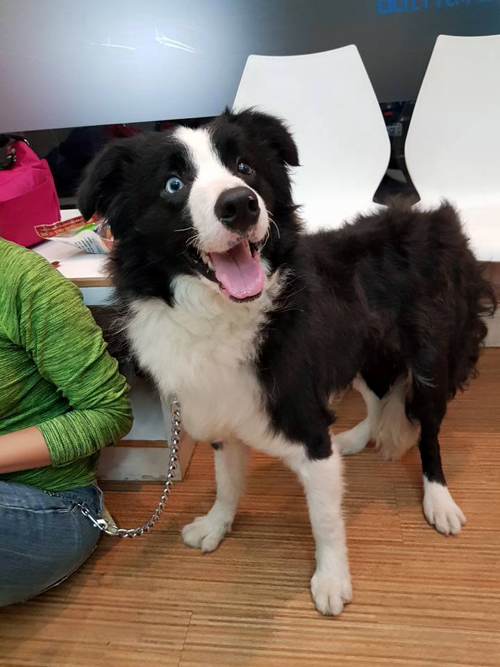 「DD」被救出後重獲新生。 Andrea Wang/提供