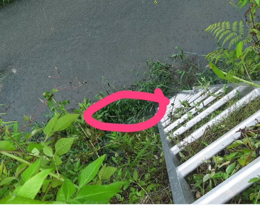民眾發現到一隻黑狗倒臥在排水溝旁的草堆間後，通報動保處協助救援。 新北市動保處/提供
