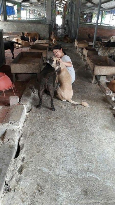 高雄暑假動保營，讓孩童們學習照顧與愛護浪浪。 高雄市動保處/提供