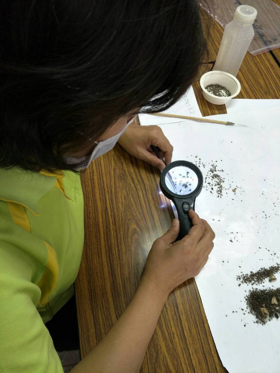 衛生局7天共捕捉到6萬多隻三斑家蚊。 高雄市衛生局/提供