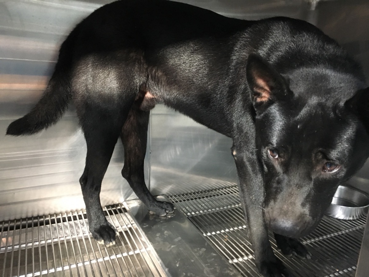疑似遭鐵困毆打的黑色米克斯，經動保處獸醫師檢查後並無大礙。 新北市動保處/提供