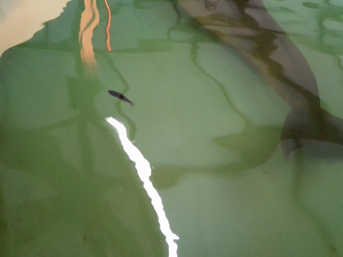 「阿鳳」與牠的好朋友吳郭魚。成功大學海洋生物及鯨豚研究中心/提供