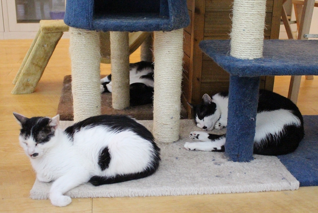 貓迷有舔毛的習慣，導致容易攝入三手菸中的有害物質。資料照片 許雅婷/攝