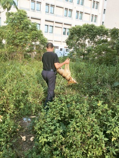 對於民眾通報的攻擊性浪犬動保所將持續捕捉。南投縣家畜疾病防治所/提供
