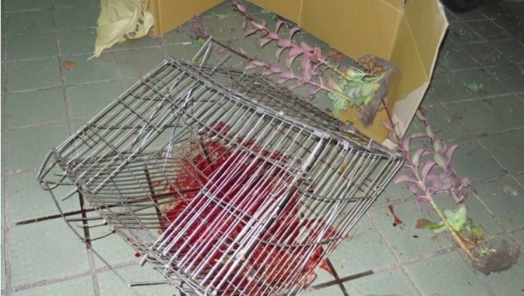 山豬的籠子一同從高處落下引起警方懷疑。 台中市警察局/提供