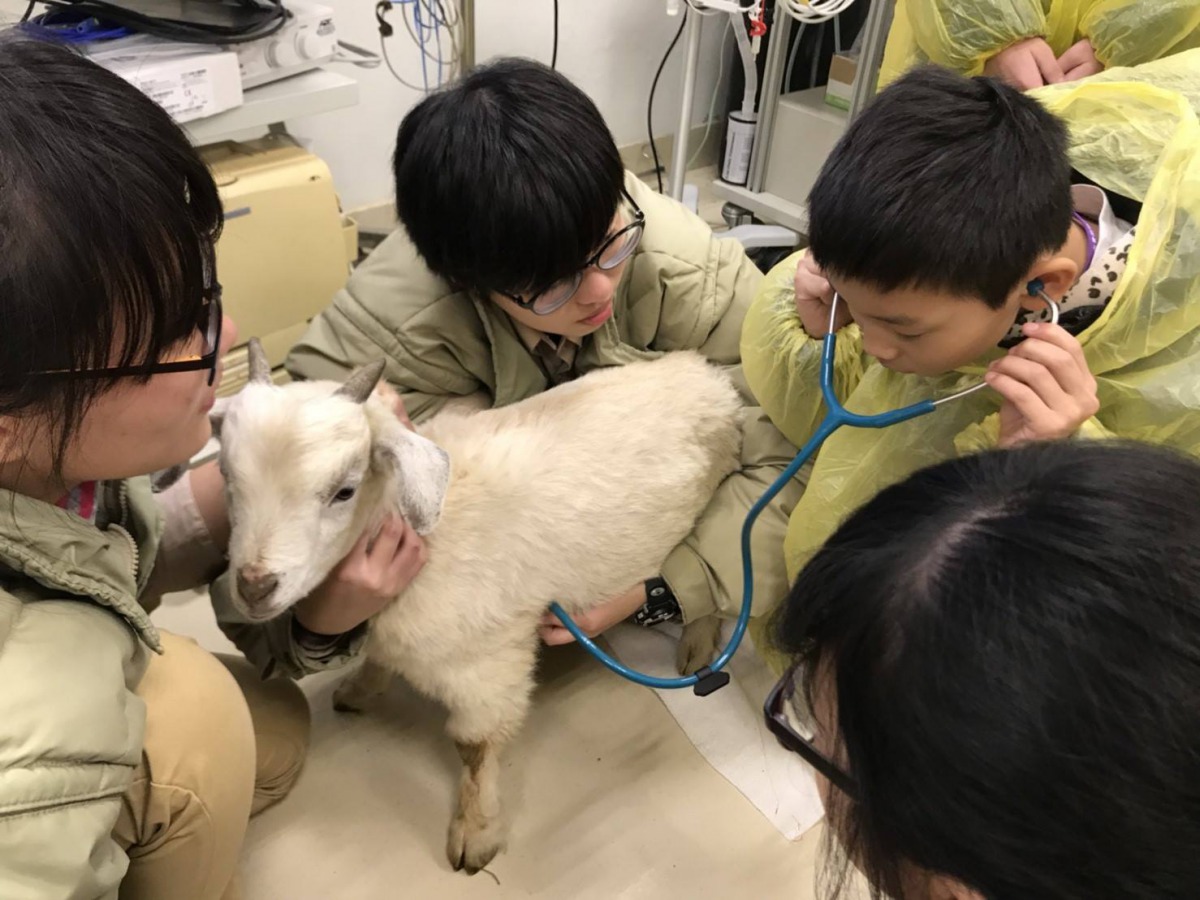 體驗營的學員們擔任小小保育員幫動物做健康檢查。桃園市救國團/提供