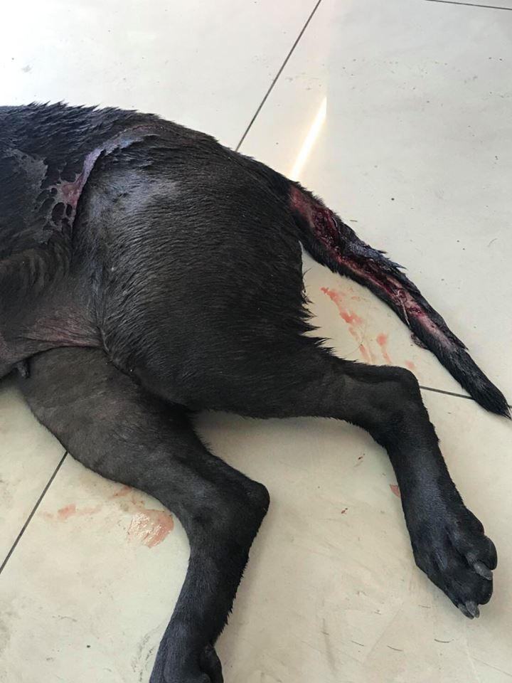 「小黑」的尾巴有半截脫落,已經喪失功能。 黃姓志工/提供