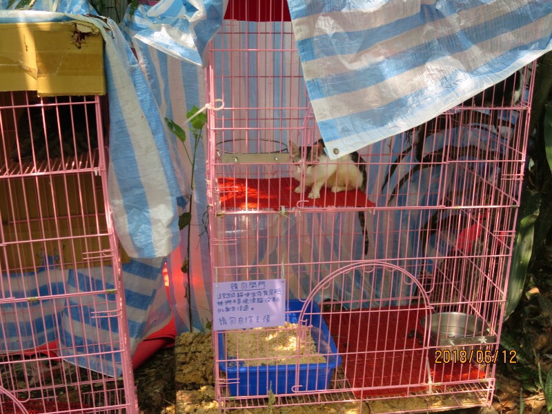 飼主因為不忍心看到動物流浪因而收留牠們。 台中市動保處/提供