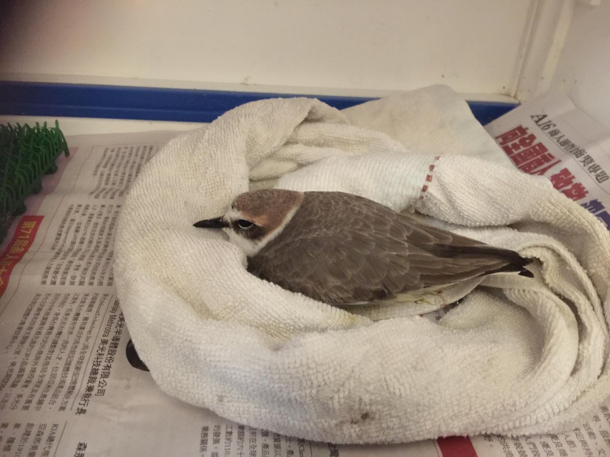 無法站立的鳥兒只能依靠毛巾來支撐身體。 金門野生動物救援暨保育協會/提供