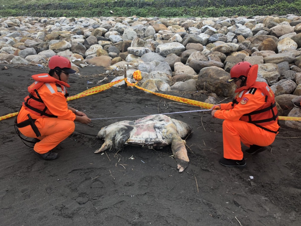 於竹安岸際上發現到的死亡赤蠵龜。海巡署北部分署/提供