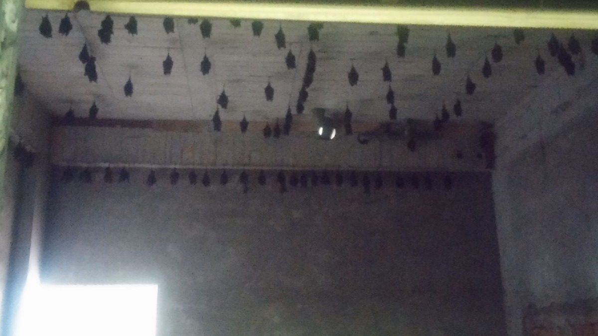 金山遠足農場內的農舍不層裝修為了讓葉鼻蝠每年都可以回到這裡。 新北市動保處/提供