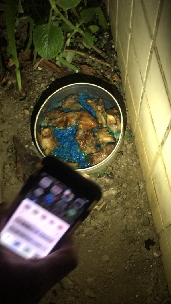 放置在路邊的雞肉。 飼主/提供