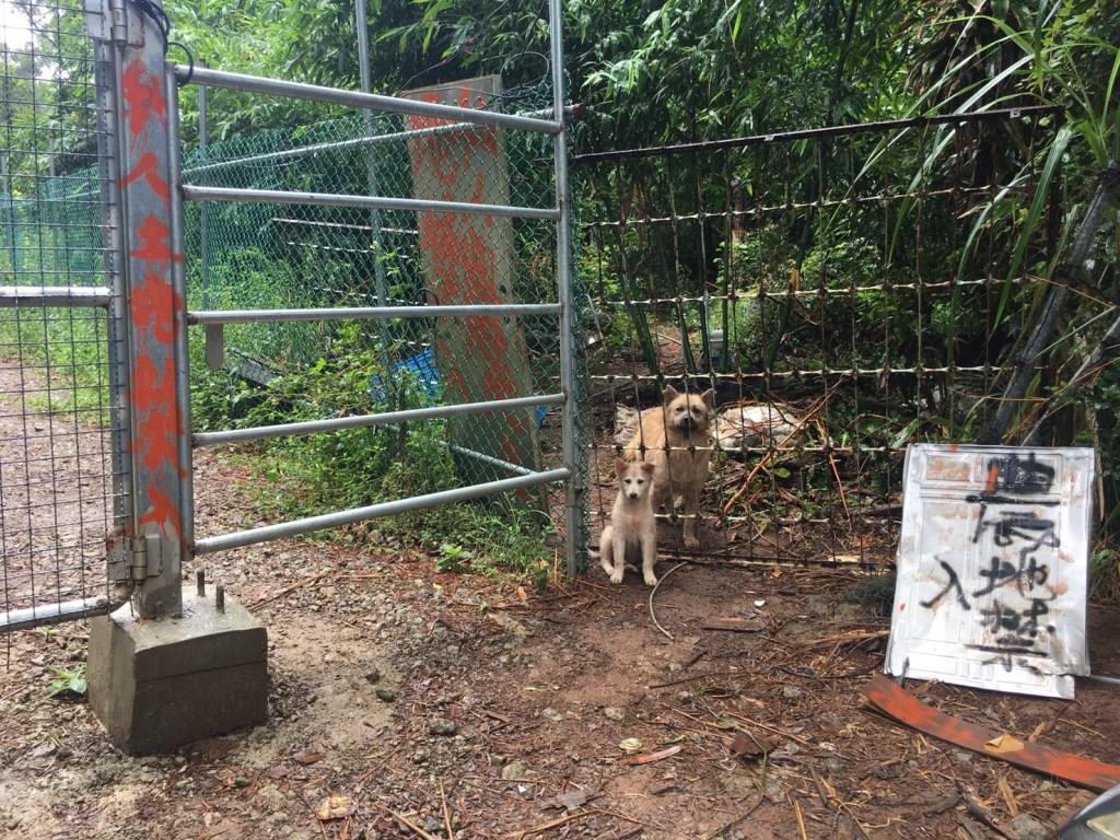 小坪頂私人狗場已無復養情形，附近的遊蕩犬隻另有人餵養。 新北市動保處/提供