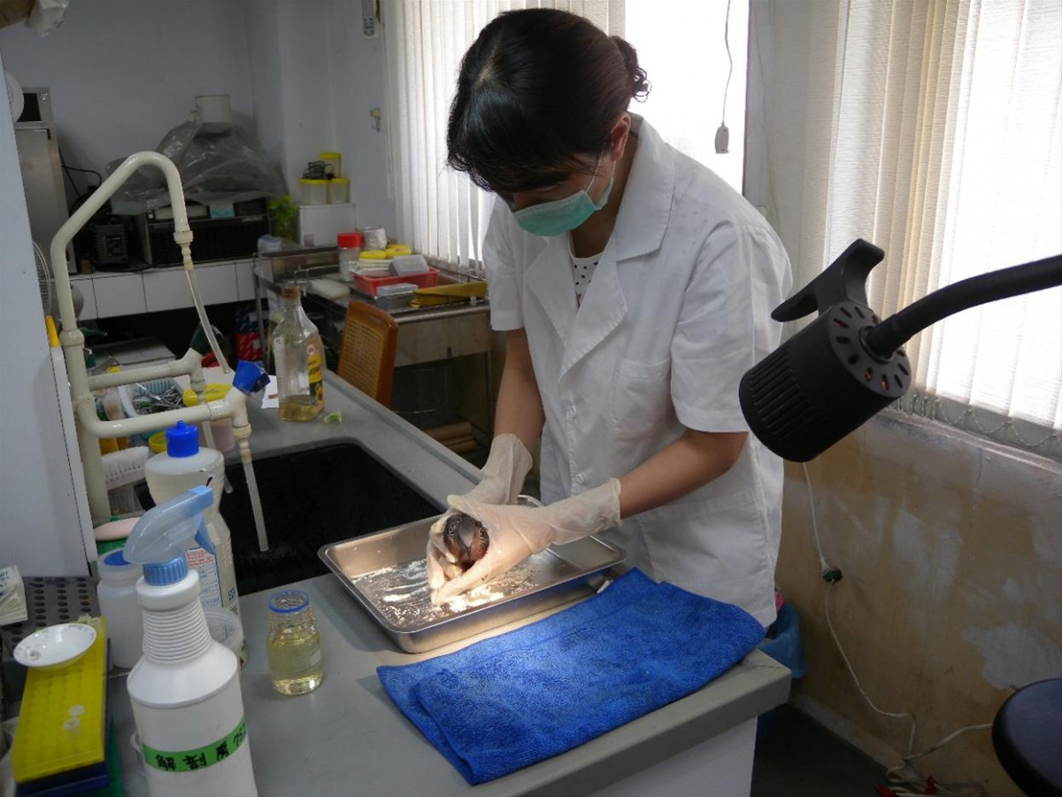 獸醫師用麵粉及沙拉油清洗珠頸斑鳩身上的黏膠。 高雄市動保處/提供