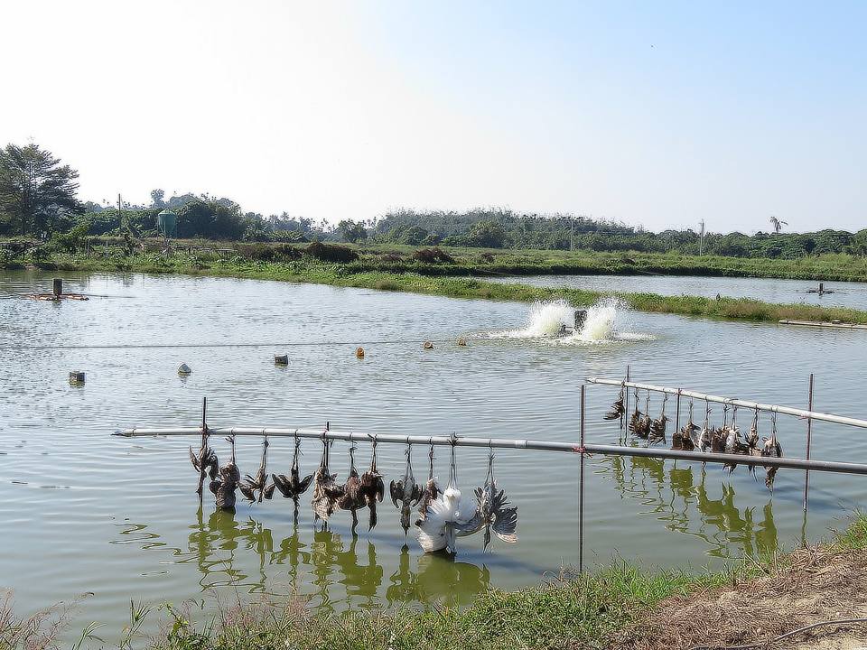 魚塭主人辯稱野鳥屍體是撿來的，並否認殺鳥。取自季諾臉書