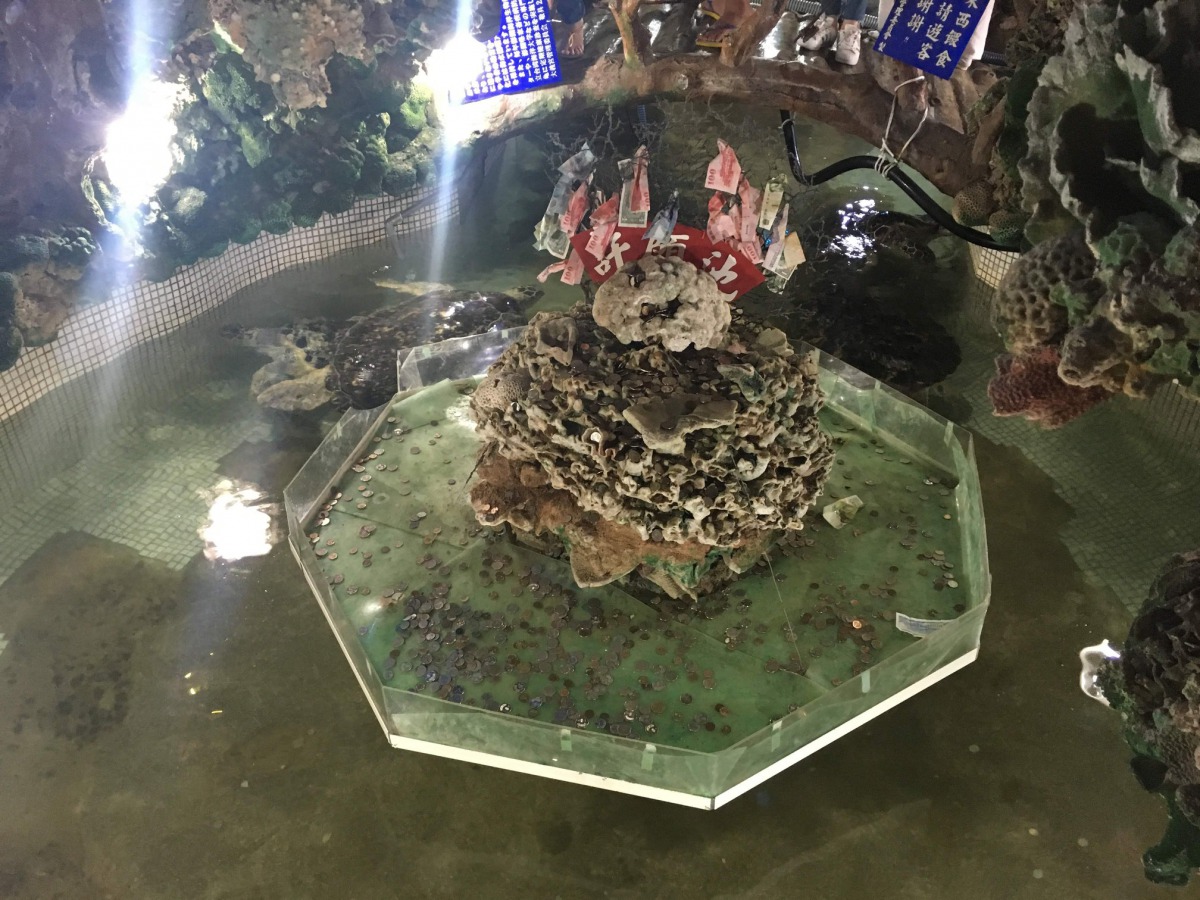 圈養海龜的許願池，有許多遊客將硬幣投入池內。解救大義宮海龜粉絲專頁/提供