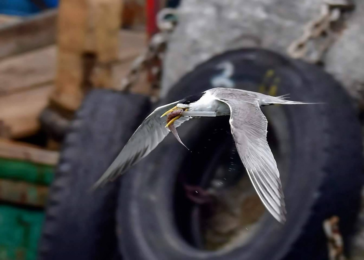 鳳頭燕鷗嘴巴被吸管卡住，只能叼著一條魚而無法吞下肚。 拍鳥俱樂部吳姓鳥友/提供