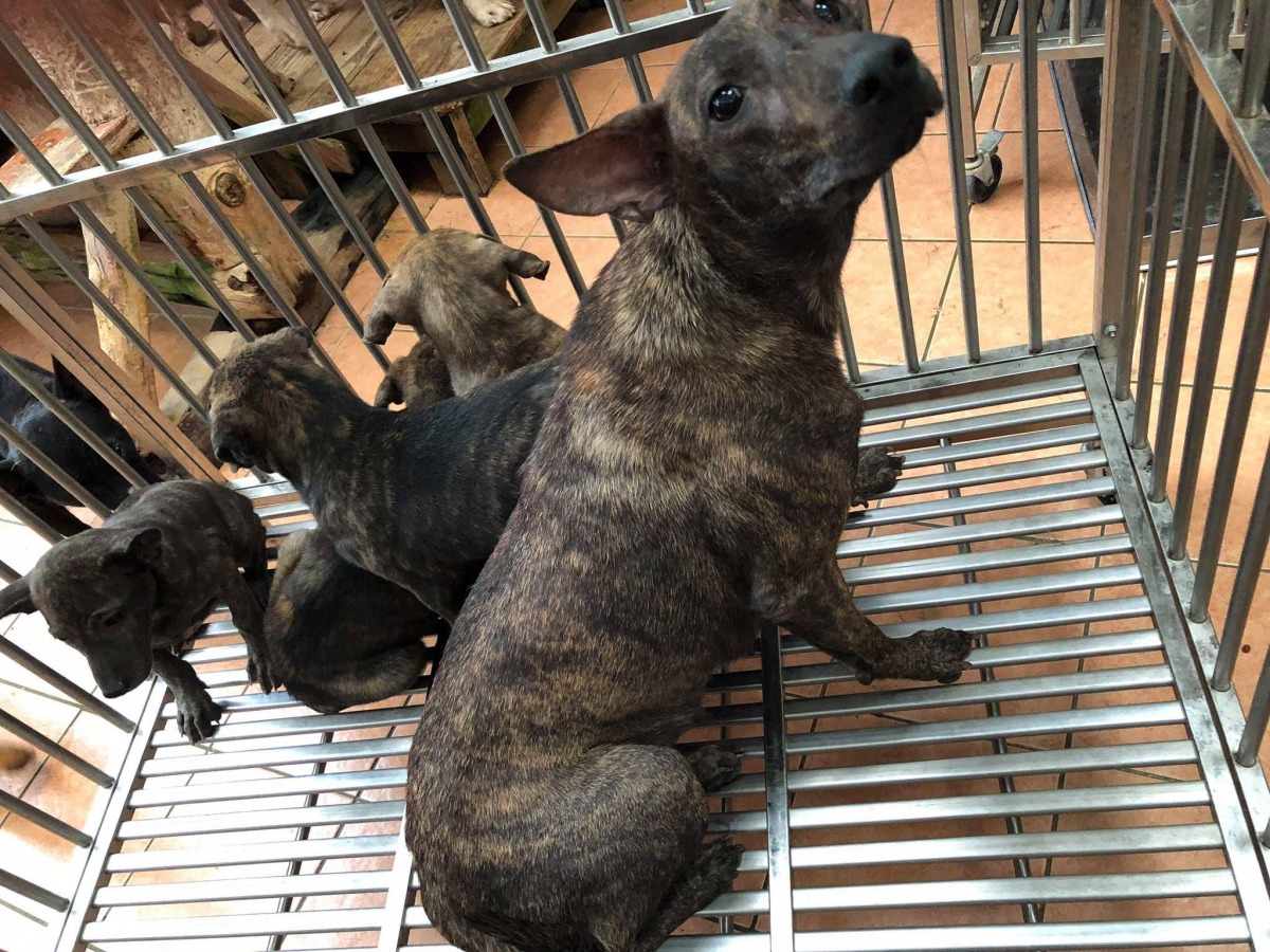 被麻布袋裝著的是1隻母犬與4隻幼犬，目前已由徐文良帶回安置。徐文良(徐園長護生園)/提供