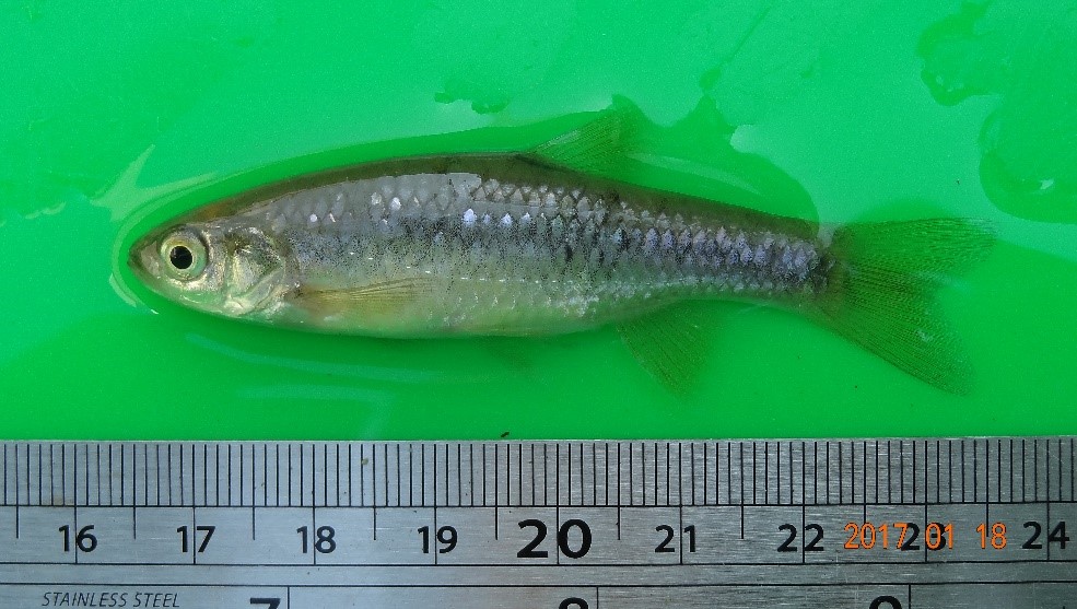 食水嵙溪的台灣白魚復育有成。 台中市政府/提供