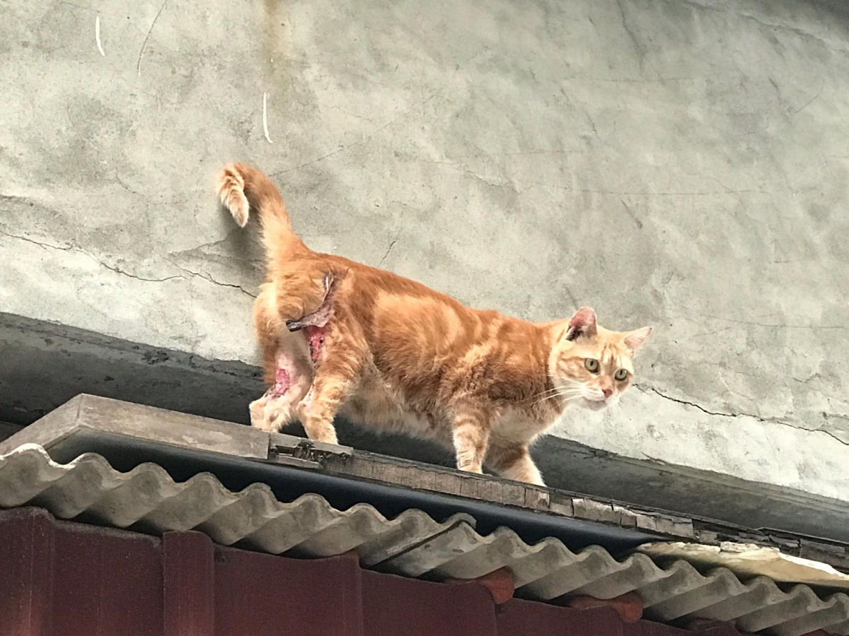 受傷的浪貓出沒地點在台北市敦化公園至復源公園一帶。 TNR協會/提供