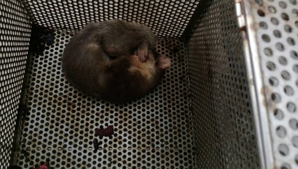 高雄那瑪夏區在去年9月發現一隻鼬獾狂犬病檢驗呈現陽性反應。 高雄動保處/提供